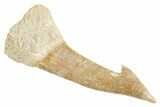 Fossil Sawfish (Onchopristis) Rostral Barb - Morocco #356449-1